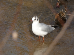 Chroicocephalus ridibundus