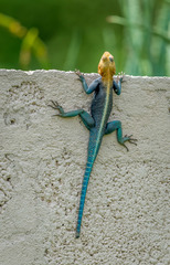 Agama dodomae