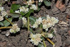 Alternanthera paronychioides