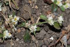Alternanthera paronychioides
