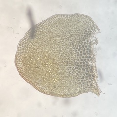 Odontoschisma sphagni