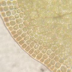 Odontoschisma sphagni