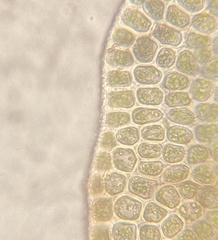 Odontoschisma sphagni