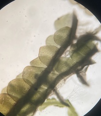 Odontoschisma sphagni