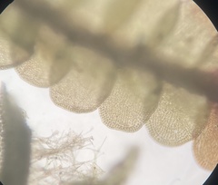 Odontoschisma sphagni