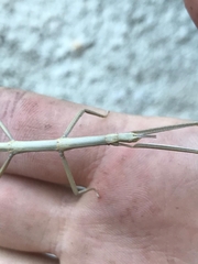 Clonopsis gallica