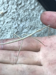 Clonopsis gallica