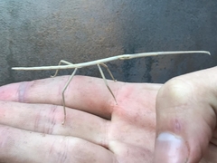 Clonopsis gallica
