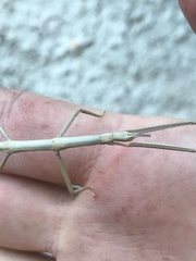 Clonopsis gallica