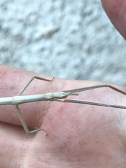 Clonopsis gallica