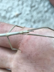 Clonopsis gallica