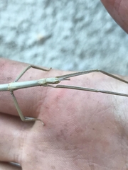 Clonopsis gallica