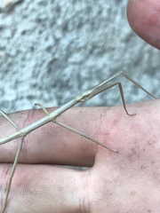 Clonopsis gallica