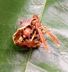 Mischocyttarus phthisicus