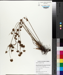 Cyperus houghtonii