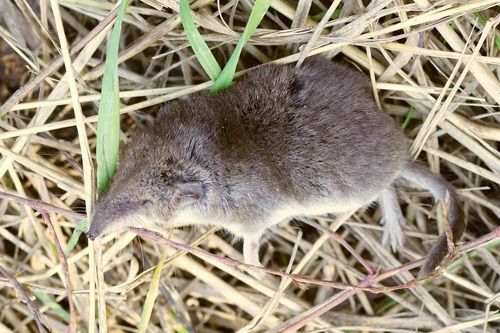 Eastern Lesser White-toothed Shrew
