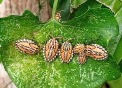 Piezosternum subulatum