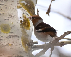 Coccothraustes coccothraustes