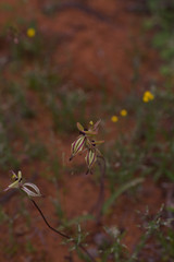 Caladenia roei