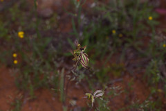 Caladenia roei