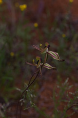 Caladenia roei