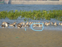 Calidris ferruginea