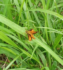 Choranthus vitellius