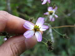 Bidens clavata