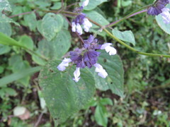 Salvia compsostachys