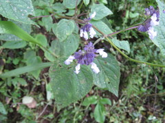 Salvia compsostachys
