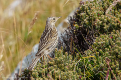 Anthus correndera grayi