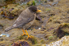 Turdus falcklandii falcklandii