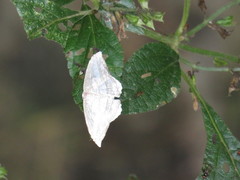 Morphomima fulvitacta