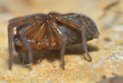 Amaurobius erberi