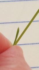 Poa pratensis pratensis