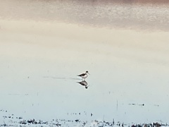Himantopus mexicanus