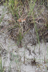Eriogonum multiflorum
