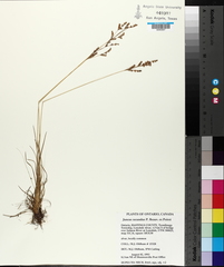 Juncus secundus
