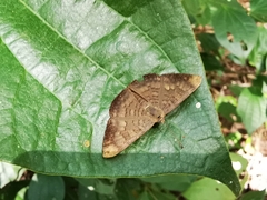 Emesis liodes