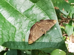 Emesis liodes