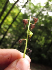 Pyrola elliptica