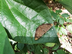 Emesis liodes