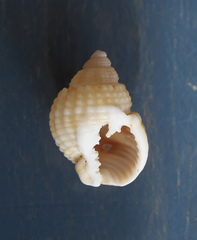 Nassarius conoidalis