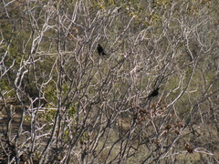 Curaeus curaeus curaeus