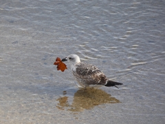 Larus fuscus