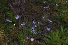 Drosera eremaea