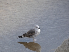 Larus fuscus
