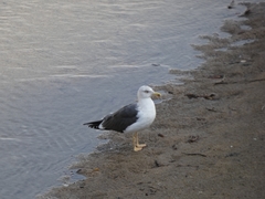 Larus fuscus