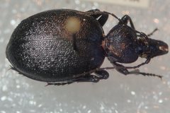 Cychrus semigranosus