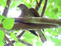 Indicator variegatus